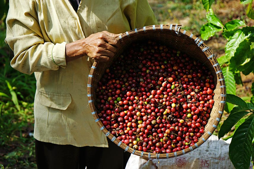 Цены на растворимый кофе достигли максимума за 12 лет