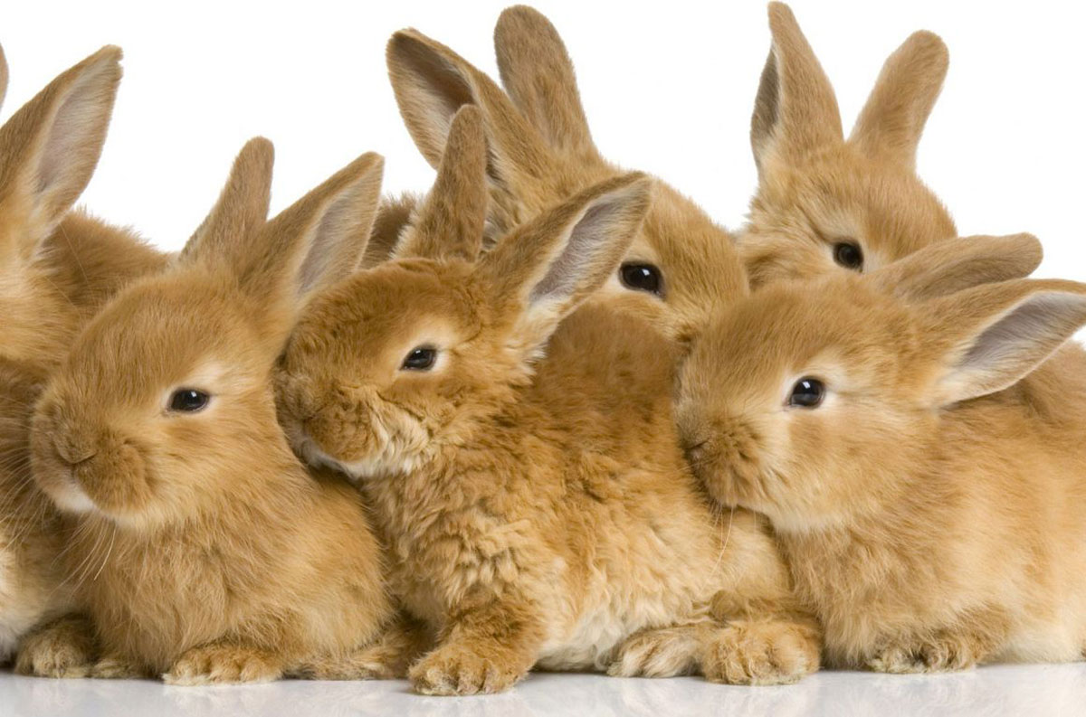 Кролики в домашних условиях - выбор породы и преимущества разведения
