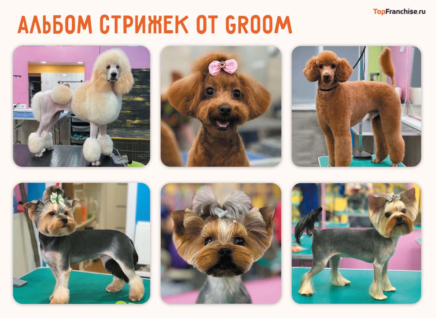 Бизнес на франшизе груминга