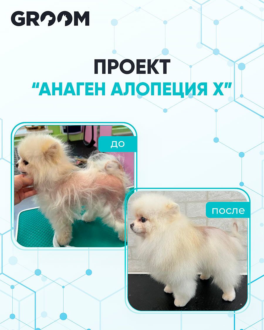 Лысые собаки обретут новую шерстяную жизнь: международная компания разработала первое в мире средство от облысения и стала резидентом «Сколково»