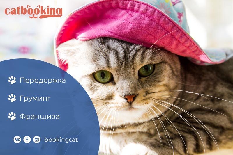 франшиза отелей для животных BookingCat