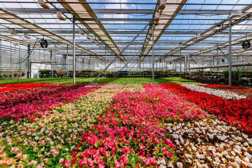 Легко ли зарабатывать на цветах? Нюансы и подводные камни цветочного бизнеса
