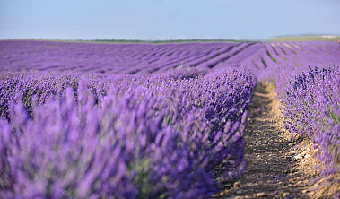 teaRa — франшиза премиальной натуральной косметики