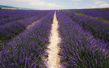 teaRa — франшиза премиальной натуральной косметики