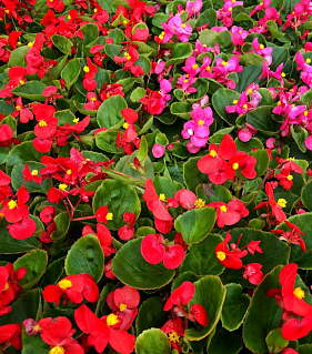 Франшиза федеральной сети магазинов семян «Урожайная грядка»