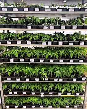 Франшиза федеральной сети магазинов семян «Урожайная грядка»