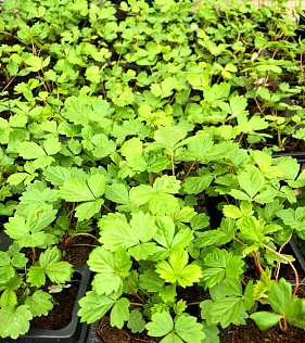 Франшиза федеральной сети магазинов семян «Урожайная грядка»