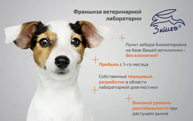 Поиск кошки по следу при помощи собаки (Общий форум) | garant-artem.ru Форум